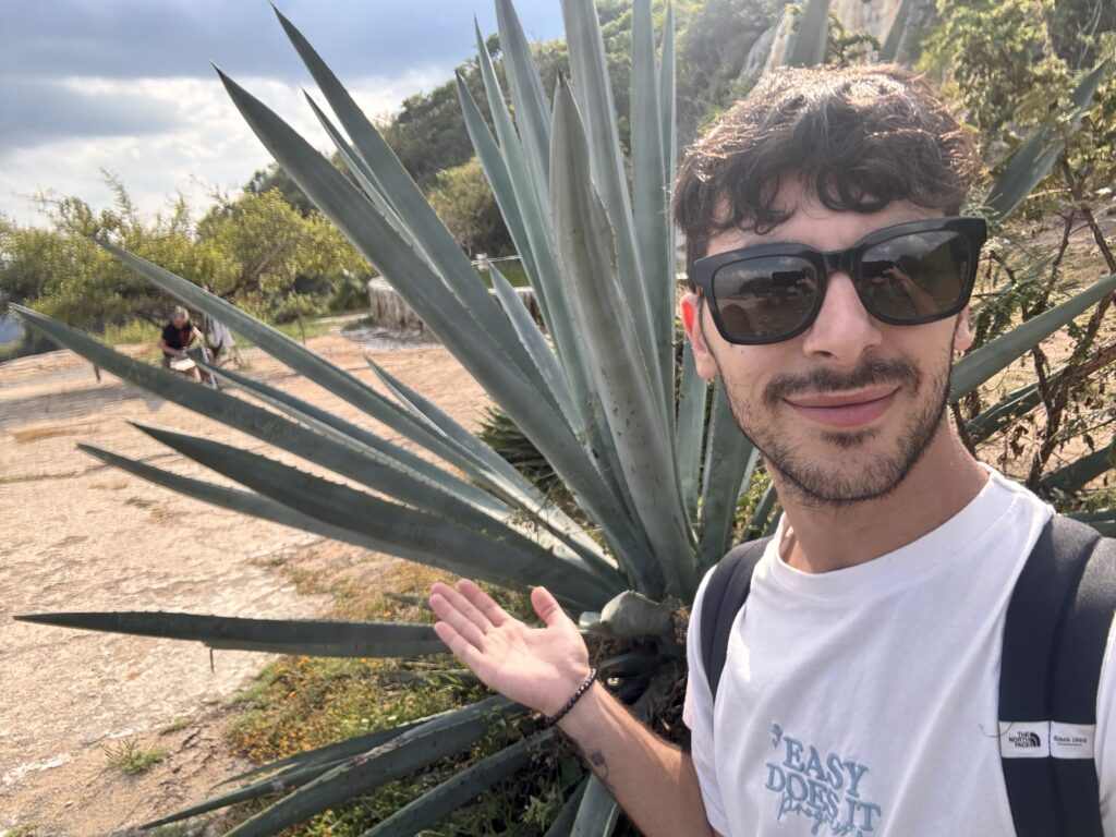 Una pianta di agave silver di 5 anni