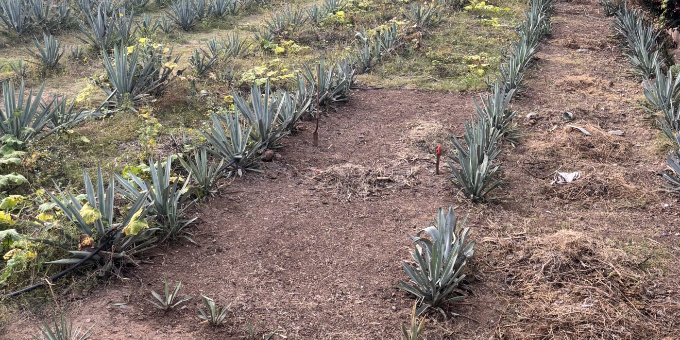 Piantagione di agave per la produzione di mezcal