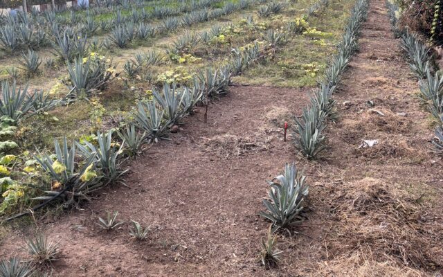 Piantagione di agave per la produzione di mezcal