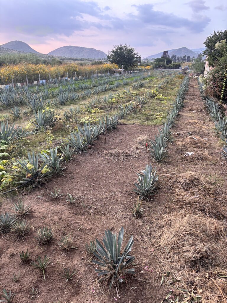 Piantagione di agave per la produzione di mezcal