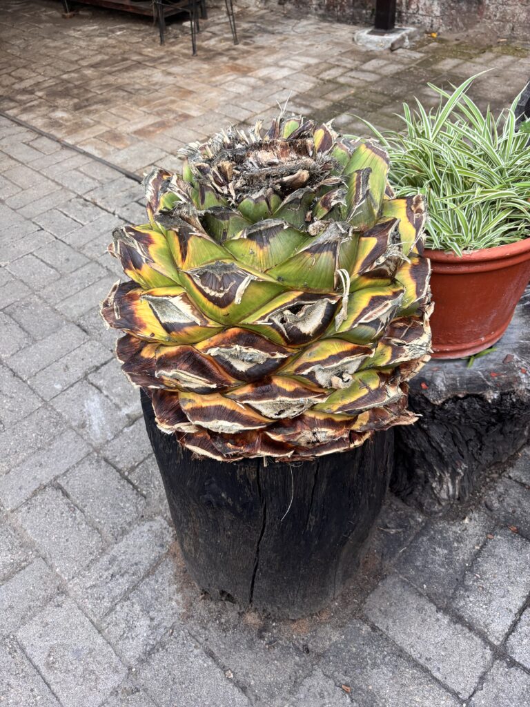 la piña di agave prima di essere cotta per produrre il mezcal